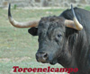 Fotograf&iacute;a Toros en el Campo
